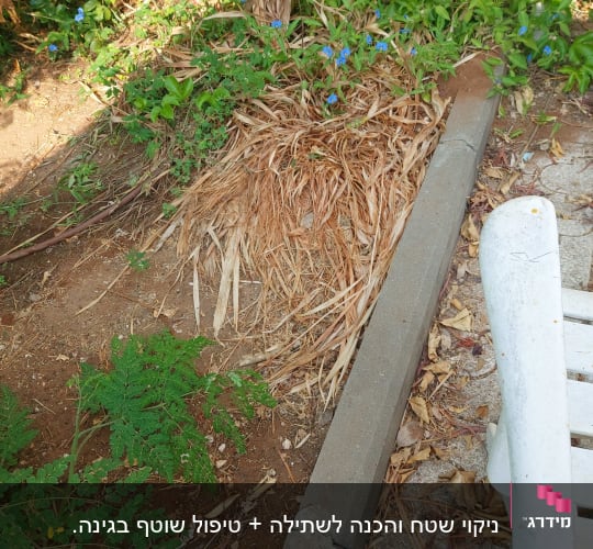 צמחים ירוקים ויבשים בגינה עם פרחים כחולים